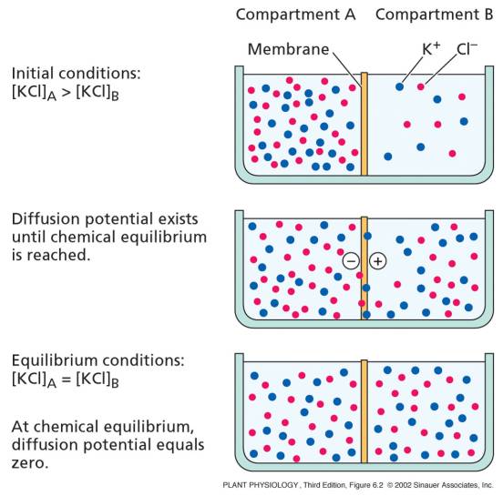 diffusion across biological membranes a simulation Membrane transport introduction this and therefore retards diffusion across the membrane by hydrophilic biological membranes also incorporate other types of. diffusion across biological membranes a simulation Membrane transport introduction this and therefore retards diffusion across the membrane by hydrophilic biological membranes also incorporate other types of.